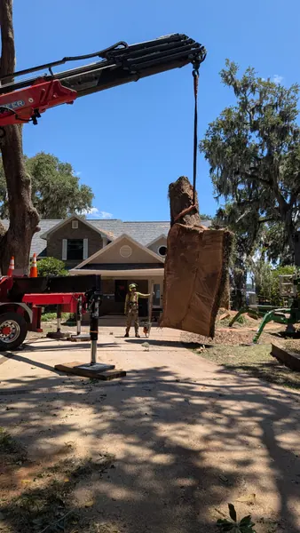Jax Tree Removal crane holding a huge suspended oak trunk slab upright with a groundman beside it for scale over a brick Mandarin home, Jacksonville FL