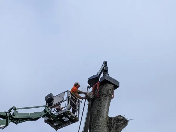 Crane holding a suspended trunk as a climber cuts — crane tree removal in Jacksonville, FL by Jax Tree Removal