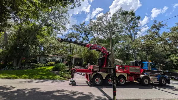 Jax Tree Removal red Effer knuckle-boom crane on a blue Western Star truck reaching its boom into a live oak canopy over a home, Jacksonville, FL