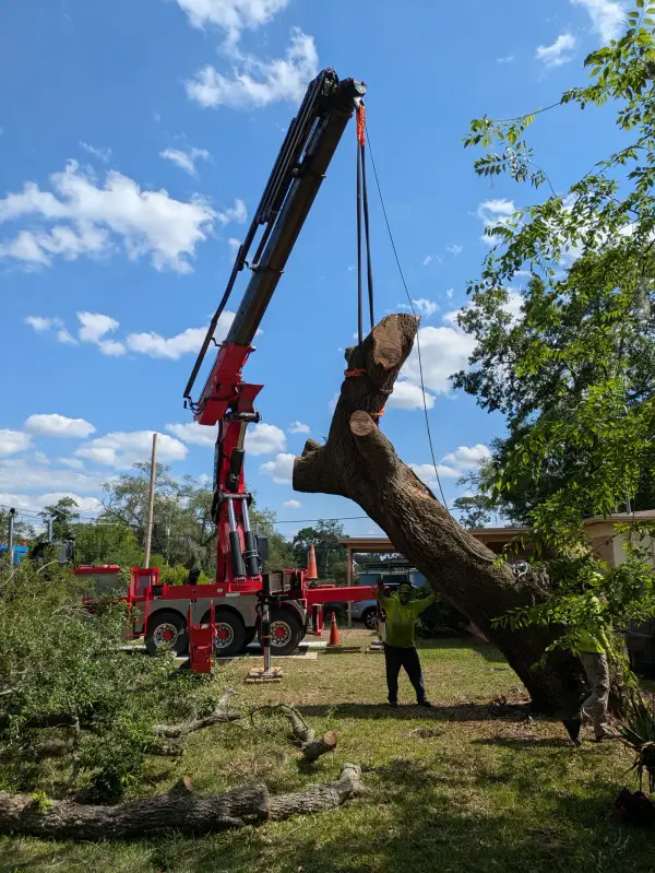 Jax Tree Removal red knuckle-boom crane hoisting a large strapped oak trunk section while a hi-vis groundman guides it, Jacksonville, FL
