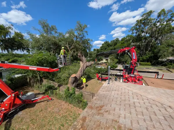 Jax Tree Removal climber cutting a standing oak trunk from a red Teupen spider lift while a red Effer knuckle-boom crane sets up nearby, Jacksonville, FL