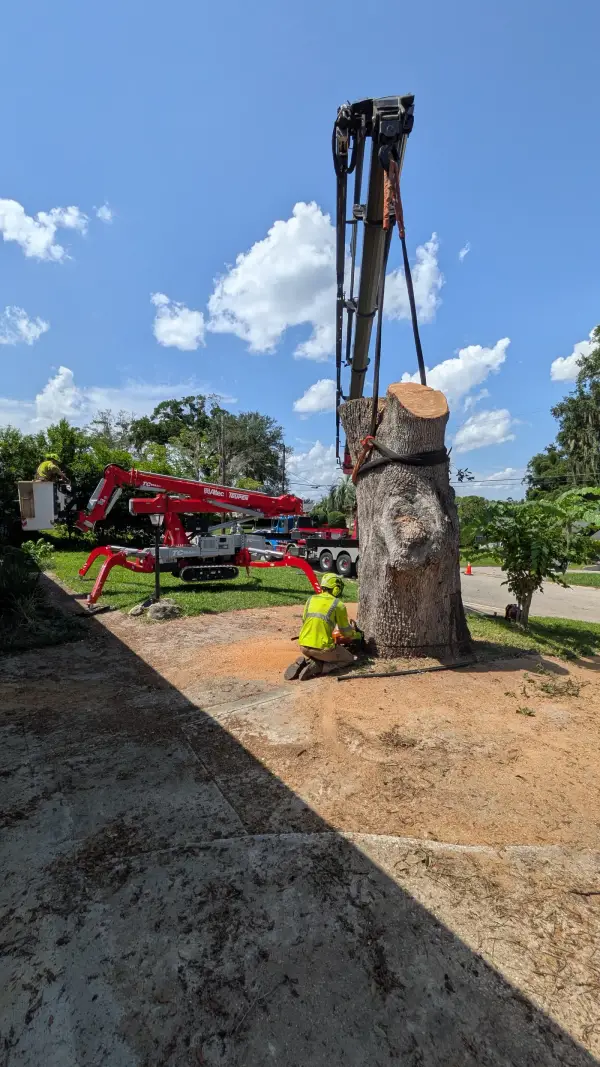 Jax Tree Removal crane boom lowering a strapped oak trunk section while a climber works from a red Altec Teupen spider lift and a groundworker rigs the base, Jacksonville, FL