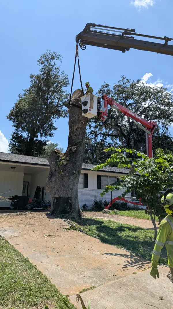 Jax Tree Removal dark crane boom with a strap rigging a tall cut oak trunk while a climber cuts from a red Altec Teupen aerial lift basket beside it, Jacksonville, FL