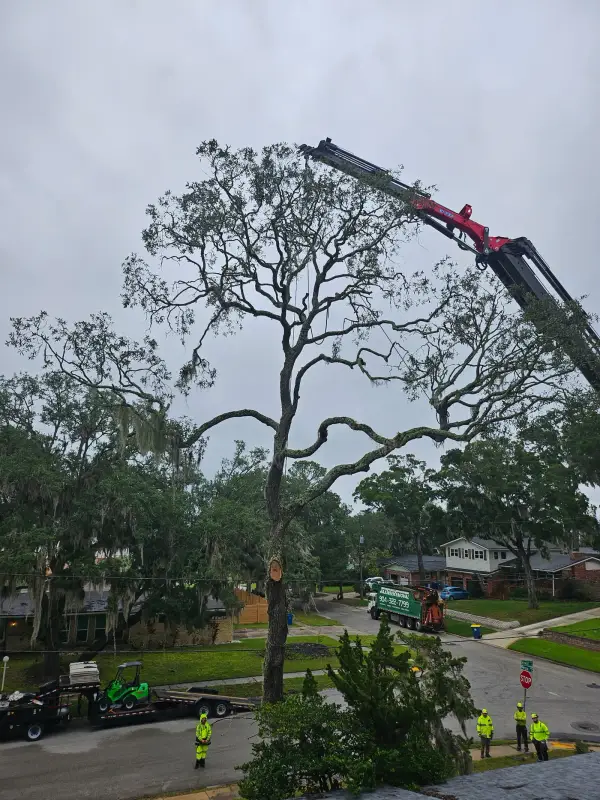 Jax Tree Removal red Effer knuckle-boom crane arched over a tall bare oak on an overcast day, a green mini loader on a trailer and hi-vis crew below in Jacksonville, FL