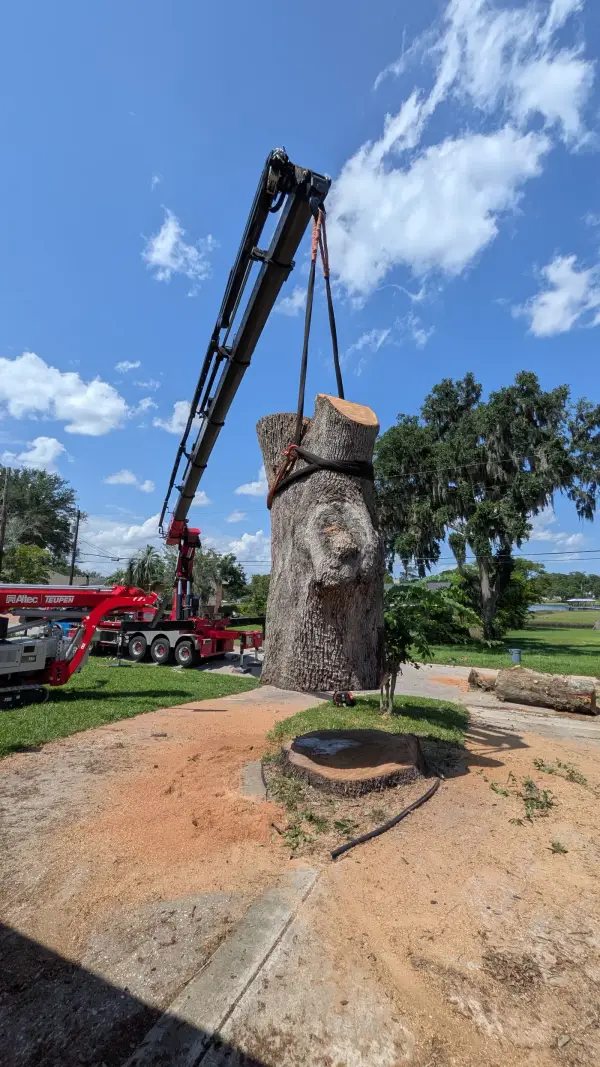 Jax Tree Removal black knuckle-boom crane hoisting a strapped oak trunk section upright beside a fresh stump, with a red Altec Teupen spider lift staged nearby in Jacksonville, FL