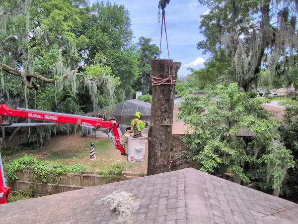 Rooftop view of an aerial lift positioning a worker beside a topped tree trunk during a Jacksonville, FL tree removal