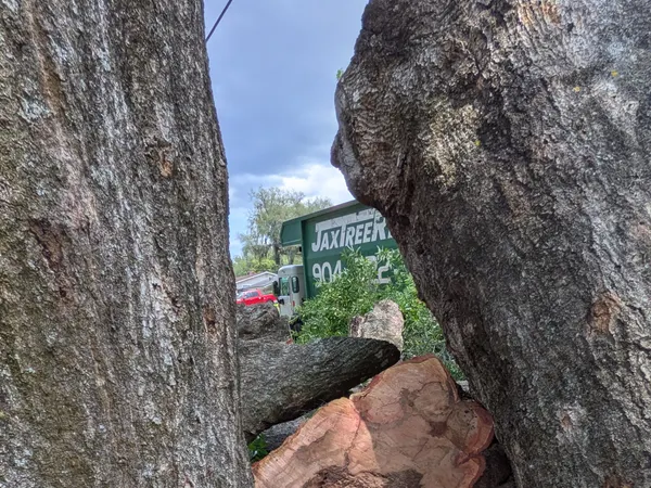 Hollow, decayed cross-section of a felled oak trunk with a Jax Tree Removal truck in the background in Jacksonville, FL