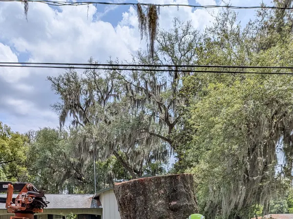 Jax Tree Removal crew member with a chainsaw standing beside a massive cut oak trunk for scale in Jacksonville, FL