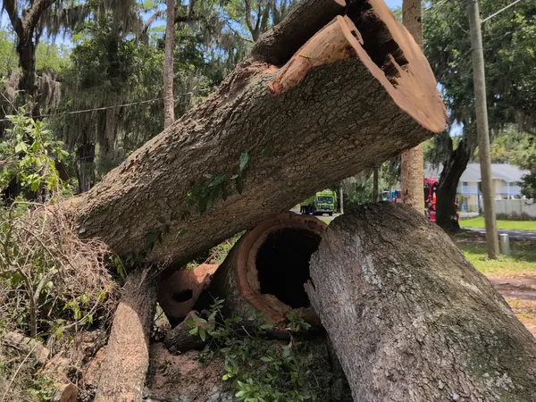 Massive felled oak trunk revealing a large hollow, rotted cavity after removal in Jacksonville, FL
