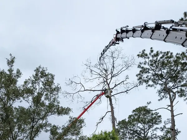 Crane boom and red aerial lift reaching a tall dead pine during a roadside tree removal in Jacksonville, FL