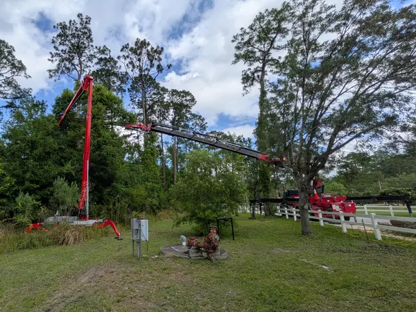 Two Jax Tree Removal cranes working a tall dead pine from both sides on a Jacksonville, FL roadside