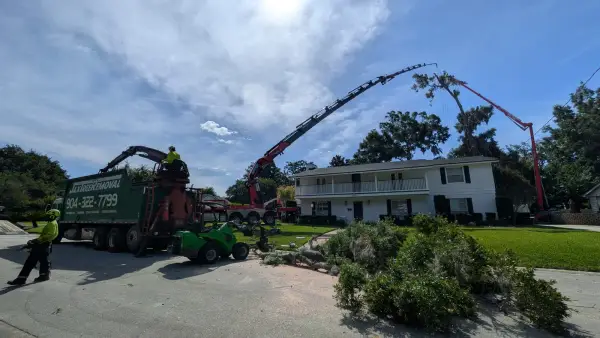 Jax Tree Removal green grapple truck and red Effer crane working an oak while a climber cuts from a red aerial lift and a green mini loader hauls logs in Jacksonville, FL