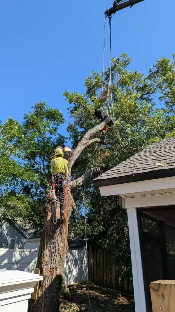 Home — crane tree removal in Jacksonville, FL by Jax Tree Removal
