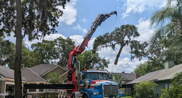 Home hero — crane tree removal in Jacksonville, FL by Jax Tree Removal