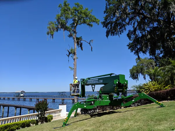 Green spider lift working a cypress by the river — tree service in Jacksonville, FL by Jax Tree Removal