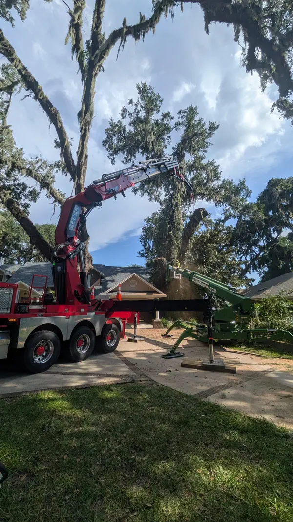 Green JaxTreeRemoval spider-lift with a climber cutting high in a moss-draped live oak as the red crane stands by, sawdust flying — Jacksonville, FL