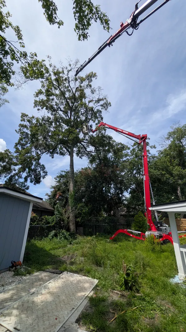 Red Teupen spider-lift reaching a tall backyard oak with a climber in the aerial lift — tree removal in Jacksonville, FL by Jax Tree Removal