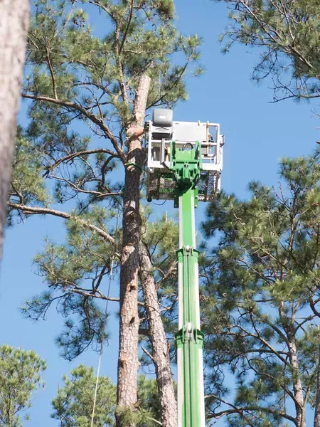 Spider lift reaching into a tall pine canopy — tree removal in Jacksonville, FL by Jax Tree Removal