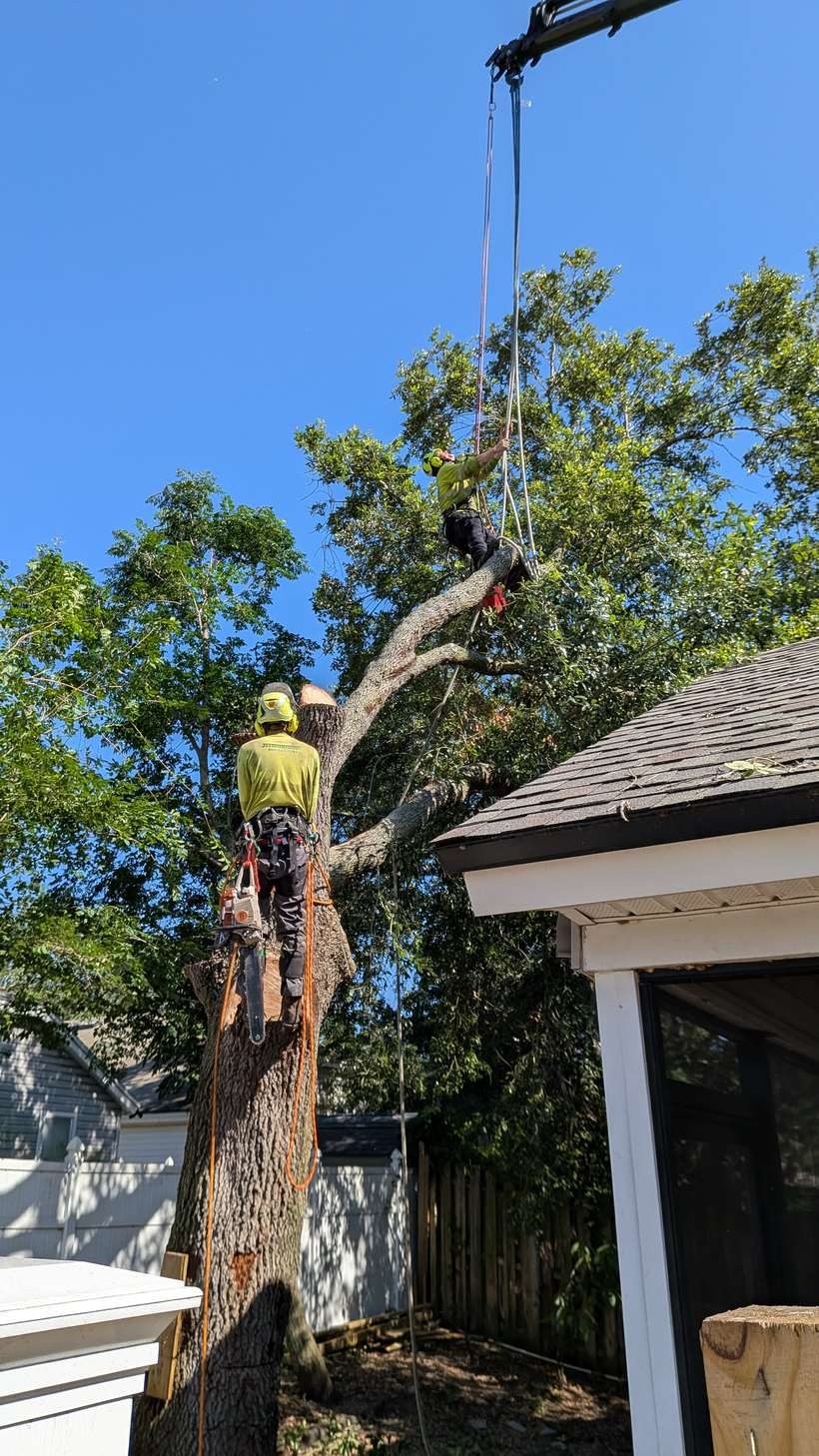 Two Jax Tree Removal climbers dismantling a large tree with crane support in Jacksonville, FL