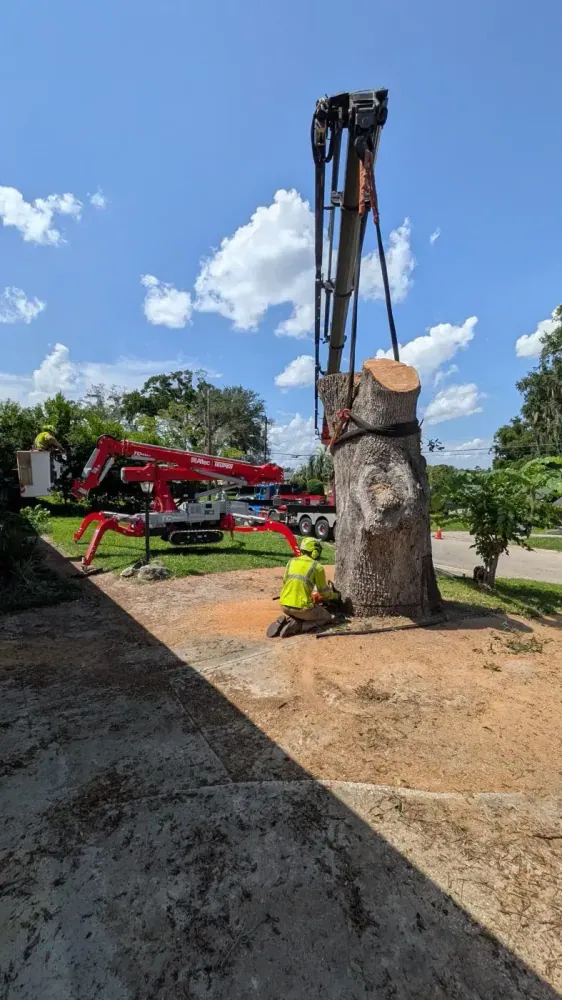 Groundman rigging a massive oak trunk section for crane removal in Jacksonville, FL