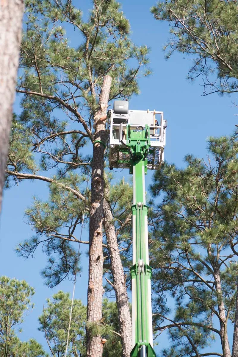 Spider lift reaching into a tall pine canopy — tree removal in Jacksonville, FL by Jax Tree Removal