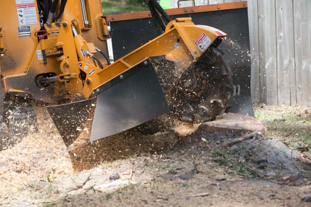 Jax Tree Removal stump grinder wheel chewing down a fresh stump beside a fence, wood chips flying, in Jacksonville, FL